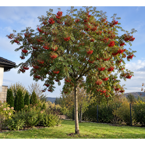 Jarabina vtáčia (Sorbus aucuparia) ´EDULIS´  - výška 250-260 cm, obvod kmeňa 6/8 cm, kont. C18L